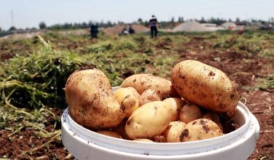 TZOB Genel Başkanı Bayraktar: Soğan, patates ve limon üreticisi sıkıntıda