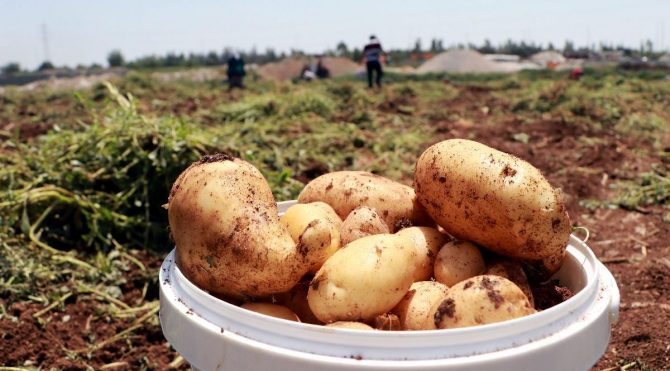 TZOB Genel Başkanı Bayraktar: Soğan, patates ve limon üreticisi sıkıntıda