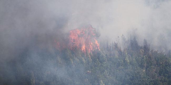 Adanadaki orman yangınıyla ilgili 3 kişi gözaltına alındı