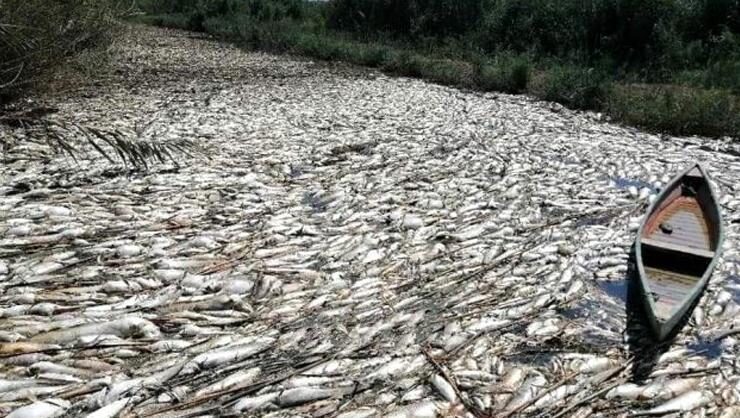 Irakta onlarca ton balık telef oldu
