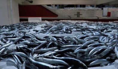 Zonguldakta balıkçılar 10 ton hamsiyle limana döndü