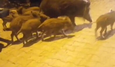 Son dakika: Dağdan inen domuz 8 yavrusuyla tatil merkezinde gezdi