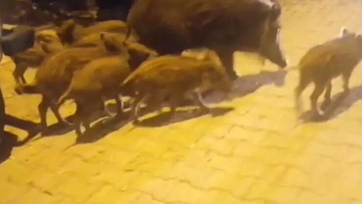 Son dakika: Dağdan inen domuz 8 yavrusuyla tatil merkezinde gezdi