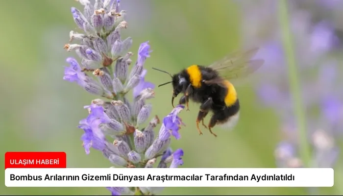 Bombus Arılarının Gizemli Dünyası Araştırmacılar Tarafından Aydınlatıldı
