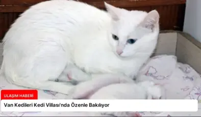 Van Kedileri Kedi Villası’nda Özenle Bakılıyor