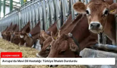 Avrupa’da Mavi Dil Hastalığı: Türkiye İthalatı Durdurdu