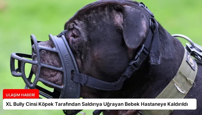 XL Bully Cinsi Köpek Tarafından Saldırıya Uğrayan Bebek Hastaneye Kaldırıldı