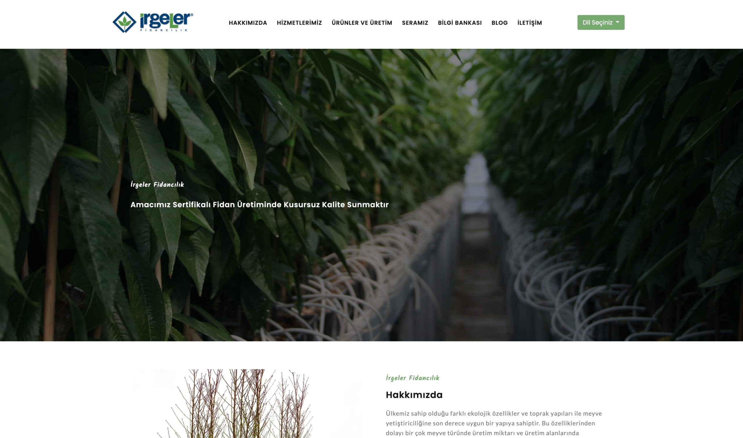 Şeftali Fidanı Satışında Güvenilir Marka: İrgeler Fidancılık