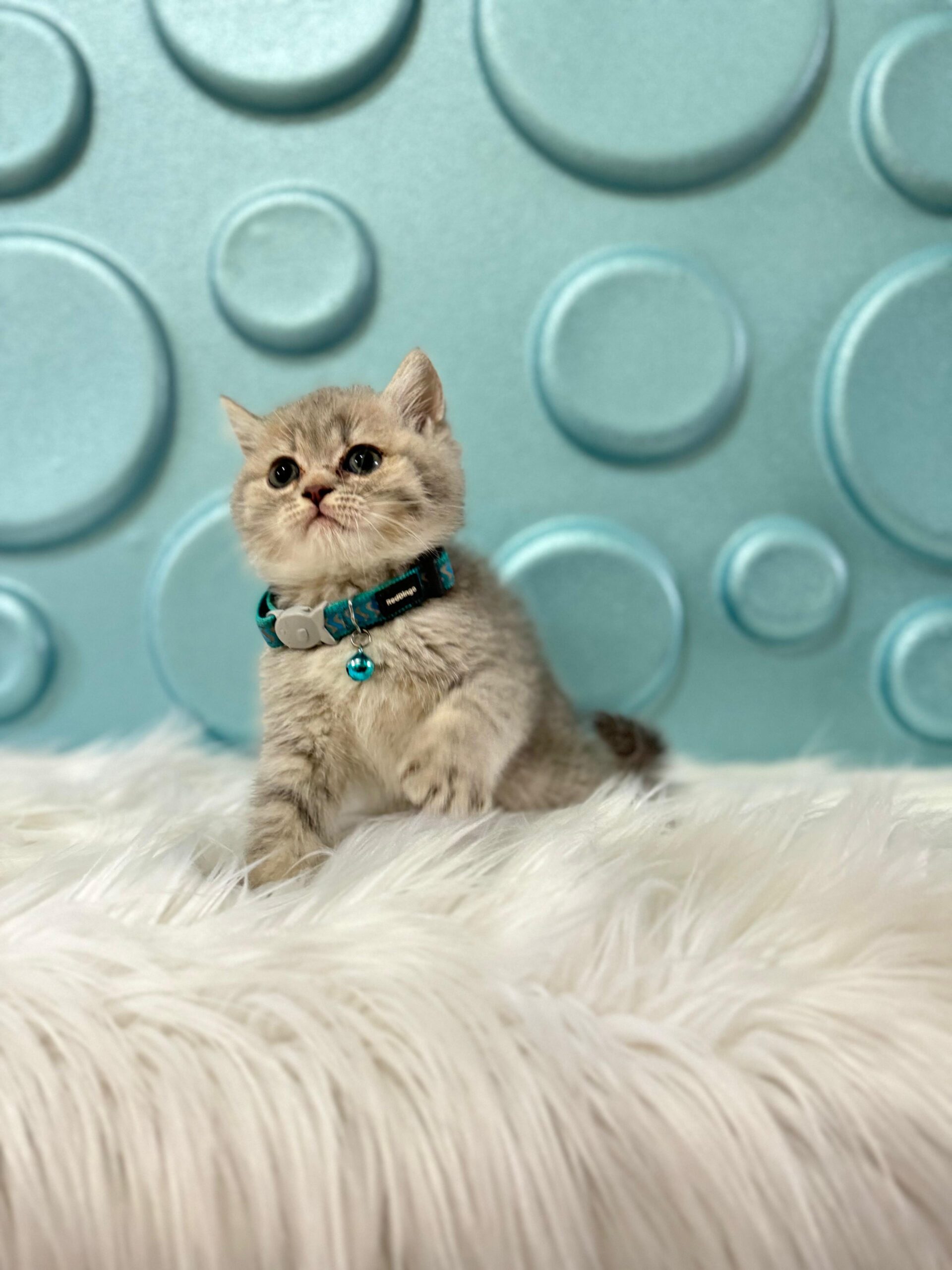 Uysallığın ve Zarafetin Simgesi British Shorthair