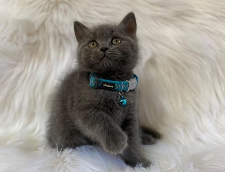 Evcil Hayvan Dünyasına Güvenli Bir Adım, Petyasam.com