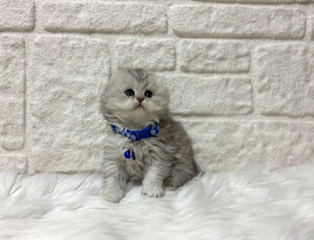 Kedi Sahiplendirme İlanları ile Yeni Bir Dost Edinin