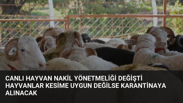 Canlı Hayvan Nakil Yönetmeliği Değişti Hayvanlar Kesime Uygun Değilse Karantinaya Alınacak