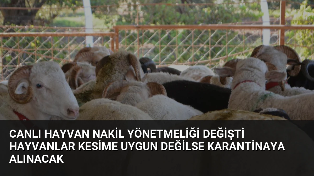 Canlı Hayvan Nakil Yönetmeliği Değişti Hayvanlar Kesime Uygun Değilse Karantinaya Alınacak
