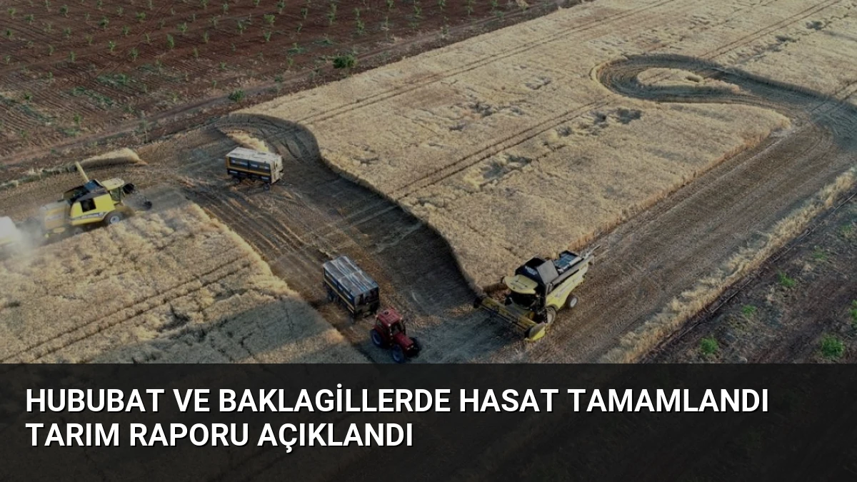 Hububat ve Baklagillerde Hasat Tamamlandı Tarım Raporu Açıklandı