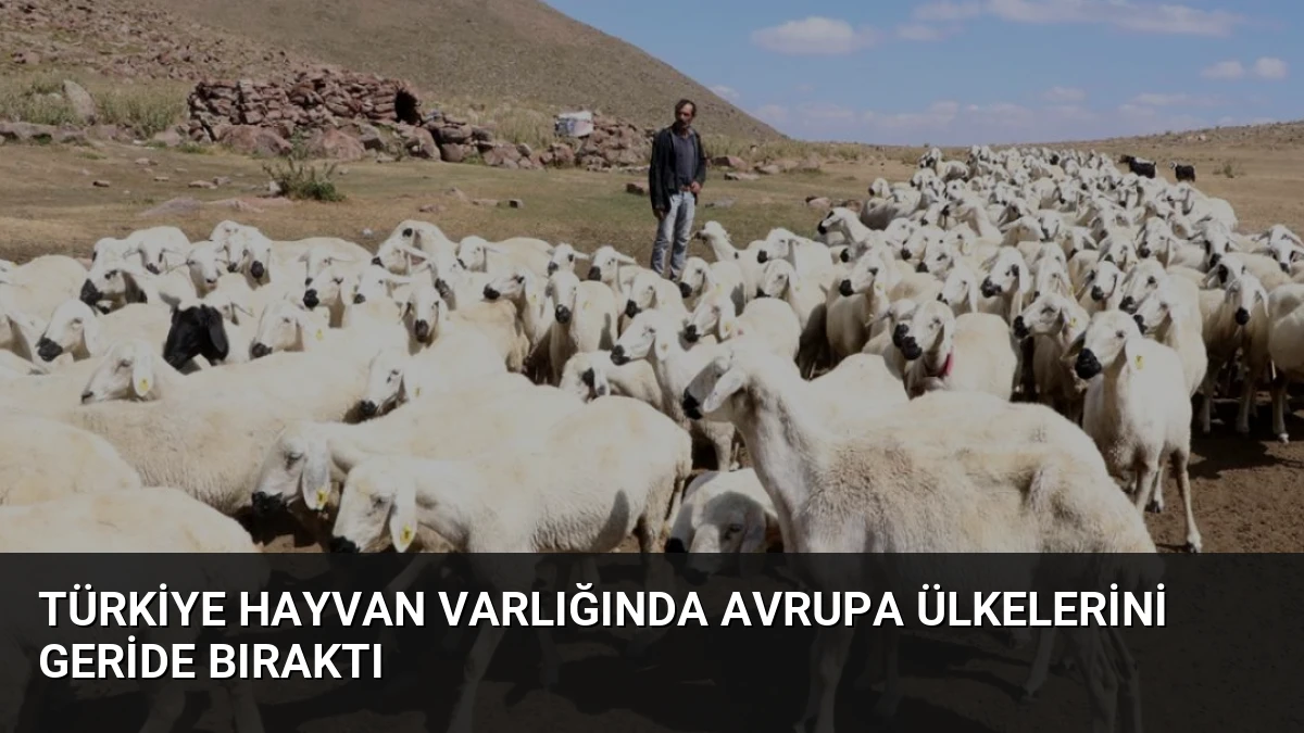 Türkiye Hayvan Varlığında Avrupa Ülkelerini Geride Bıraktı